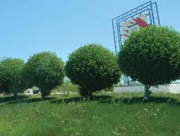 Image result for Conocarpus