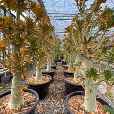 Image result for Dorstenia buchananii