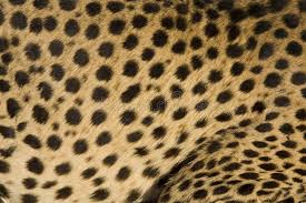 Cheetah Black Dotted Skin Of A Namibian Cheetah Sponsored Dotted Black Cheetah Cheetah Namibian Ad Cheetah Images Of Desert Stock Images