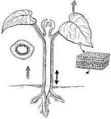 The cell is the basic unit of life. The Basic Structures Of A Living Plant Dummies