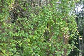 Image result for Cardiospermum grandiflorum