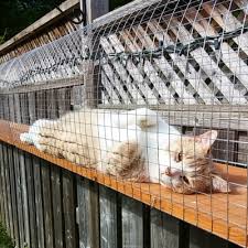 Cats love the outdoors, but allowing your cat to roam freely in your yard is not the best idea for your cat, the birds and other wildlife in the neighborhood, or for neighbors who might be allergic to or annoyed by your pet. Easy Diy Cat Enclosure To Keep Your Indoor Cats Happy And Safe