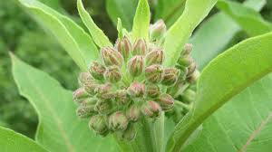 Last year, i collected seeds & this year, i've started seedlings inside to bolster the yard swamp milkweed blooms are very pretty, but it is extremely susceptible to aphids. Milkweeds And Monarchs 101 Blog Nature Pbs