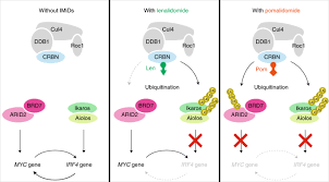 See identical proteins and their annotated locations for np_057386.2. Arid2 Is A Pomalidomide Dependent Crl4 Crbn Substrate In Multiple Myeloma Cells Nature Chemical Biology