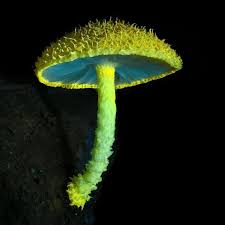 Image result for Aspilia natalensis