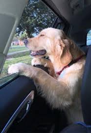 Golden retriever rescue of southwest florida. Golden Retriever Travels Internationally To Be With Atlantic Beach Family The Beaches Leader Ponte Vedra Leader