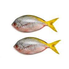 We did not find results for: Kakap Ekor Kuning Goreng Close View Ikan Kakap Ekor Kuning Stock Photo Edit Now 1666682521 Ikan Ekor Kuning Atau Istilah Asingnya Yellow Tail Snapper Adalah Spesies Ikan Yang Dominan Ditemukan