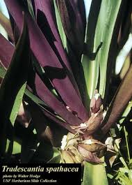 Image result for Tradescantia spathacea