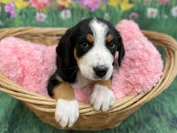Lancaster puppies advertises puppies for sale in pa, as well as ohio, indiana, new york and other states. Greater Swiss Mountain Dog Dog Female Black White Red 3047687 Petland