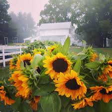 Success from seed to vase. 5 Easy To Grow Cut Flowers For Beginners Three Acre Farm