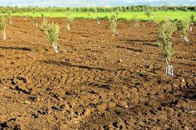 If you can't find the premade soil for olive trees, choose the one for the cacti as it will suit your plant best. Planting Olive Trees Wikifarmer