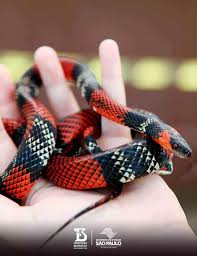 Instituto butantan is a brazilian biologic research center located in butantã, in the western part of the city of são paulo, brazil. Sao Paulo With Kids 10 Things To Do Talk Travel