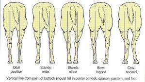 Parts Of A Horse S Leg Google Search Horses Horse Markings Horse Information