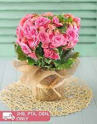 Buy Single Begonia Plant Online Netflorist Flowers For You Flower Gift Begonia