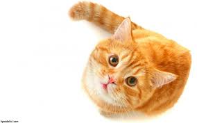 Kedi Resimleri Sevimli Kediler Hayvanlar Kediler Ve Yavrulari