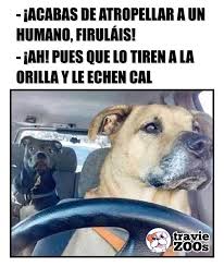 En Un Mundo Paralelo Dogs Perros Humanos Car Auto Drive Funny Animal Memes Funny Dog Memes Dog Memes Clean