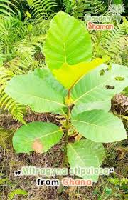 Image result for Mitragyna stipulosa