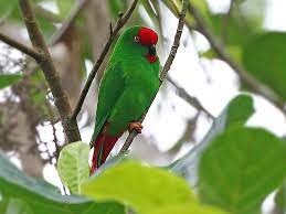 Lloret ratpenat de l'illa sangihe. Sangihe Hanging Parrot Ebird