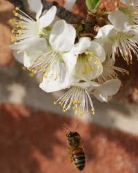 Pollination Of Apple Trees And Other Fruit Trees