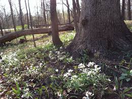Spring Wildflowers Bloom In The April Woods In Thatcher Woods Forest Preserve River Forest Il Nature Images Spring Wildflowers Forest Preserve