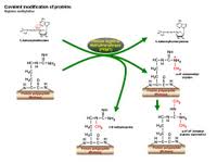 They constitute the fundamental basis of structure and function of life. Scienceslides Protein Modifications Ppt