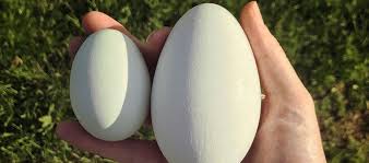 Telur bebek diolah menjadi makanan apa saja, ya? Info Manfaat Dan Harga Telur Angsa Di Pasaran Daftar Harga Tarif