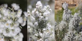 Image result for Eriocephalus microphyllus