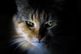 Kalau nak tengok lagi banyak gambar gambar kucing yang cantik dan menarik bolehlah lawati laman blog cat picture. Tanda Tanda Kucing Marah Dengan Kita Rancak Tv