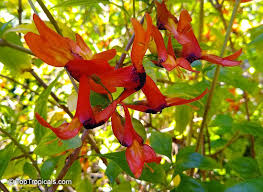 Image result for Ruttya fruticosa