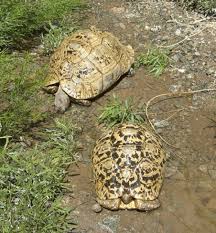 Leopard Tortoise Care Sheet