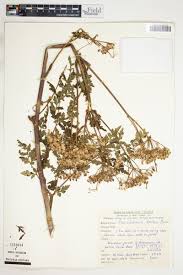 Image result for Afroligusticum