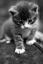 l cat by benedekbela on deviantart cute cats kittens cutest cute baby animals