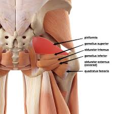 As the muscles contract, they exert force on the bones, which help to support and move our. Deep Six Lateral Rotators Its Attachments And Action Yoganatomy