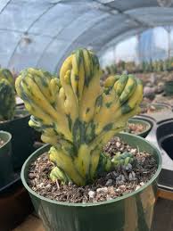 Image result for Myrtillocactus geometrizans