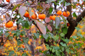 The japanese plum is a plant much loved by gardeners. Persimmon Fertilizer Guide How Much Fertilizer Does A Persimmon Tree Need