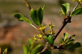 Image result for Rhamnus staddo
