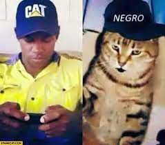 Tesco On Facebook To The Person Who Keeps Placing Pork In The Halal Meat Section It S Not Funny Whole Shelf Has To Cats Funny Cat Videos Cat In The Hat Memes