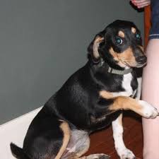 Black And Brown Dachshund Mix Cabot Found Black And Tan Dachshund Terrier Mix Black And Tan Dachshund Black And Tan Dachshund Mix