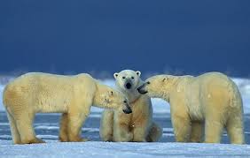 10 facts about polar bears! | National Geographic Kids