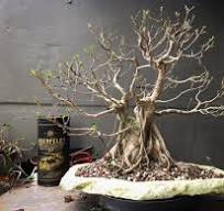 Ficus microcarpa, started out its bonsai life as a seed ...