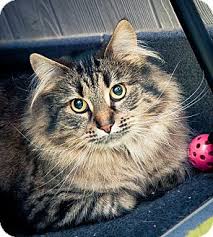 This page is all about maine coon cat breeders! Maine Coon Cat Adoption Mn Best Cat Wallpaper