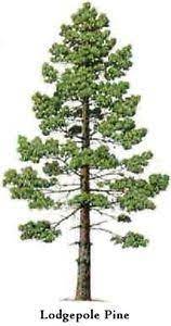 Lodgepole Pine Tree Seeds Ebay Bonsai Tree Types Indoor Bonsai Tree Lodgepole Pine