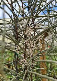 Image result for Solenangis