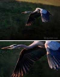 Birds Of Central Oregon Coast Great Blue Heron Newport Oregon Oregon Coast Blue Heron