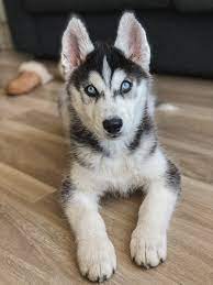 See husky dog stock video clips. Husky Puppy Photo Free Husky Image On Unsplash