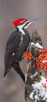 Pin By Seyda Tasan On Animals Birds Insects Animals Beautiful Nature Birds Pretty Birds