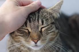 Learn the behavior of a dying cat to help a geriatric cat will display signs of cognitive dysfunction and start preparing for the end of its life. Dying Cat Signs A Cat Is Dying Cat World