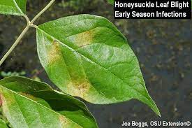Honeysuckles grow to their best when in good soil that is rich in organic matter. Honeysuckle Leaf Blight Bygl