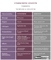 Difference Between Endocrine System And Nervous System Difference Between