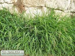 Image result for Panicum repens